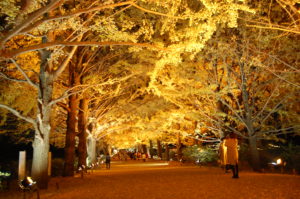 昭和記念公園イチョウ並木ライトアップ2020