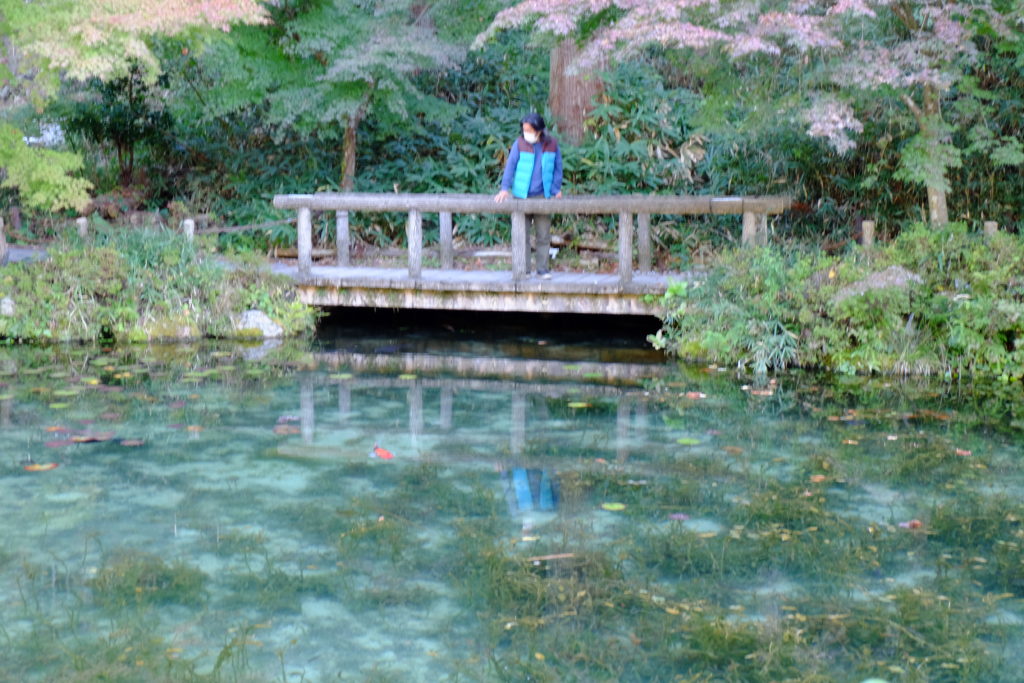 岐阜県モネの池